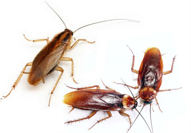 Как подготовить квартиру к дезинсекции от тараканов?