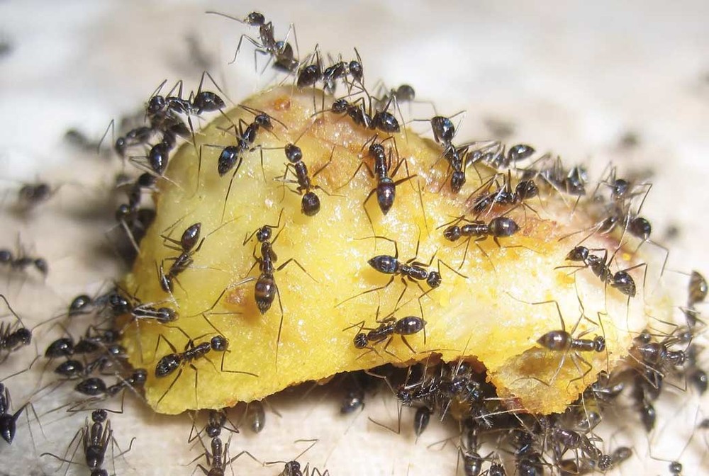 Уничтожение муравьев в квартире в Уфе