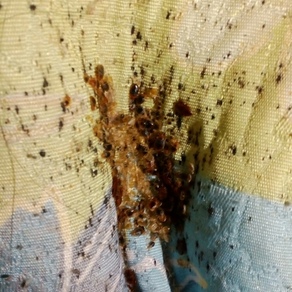 Уничтожение насекомых в Уфе (гостинка)