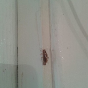 Уничтожение тараканов в квартире – Уфа