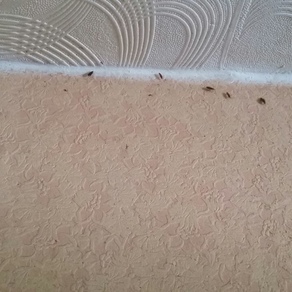 Выведение тараканов в квартире цена Уфа