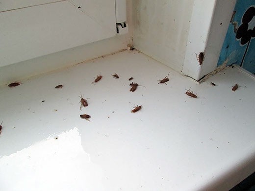 Дезинфекция от тараканов в Уфе – цены