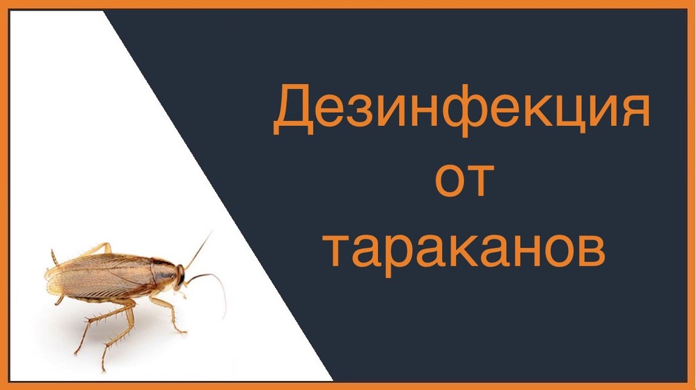 Дезинфекция от тараканов в Уфе
